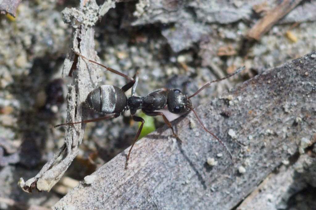 Formicidae: Formica sp.